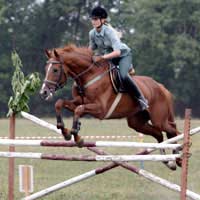 Showjumping Ride Horse Jump Information
