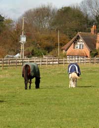 Horse Walker Exercise Healthy Time