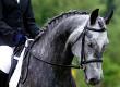Which Breed is Best for Which Equestrian Sport?