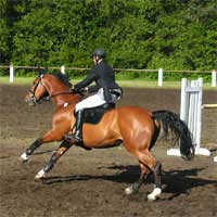 Novice Horse Riding Competitions