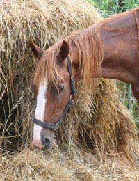 Horse Diet Food Feed Hay Grass