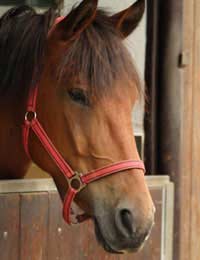 Stable Management Grooming Mucking Out