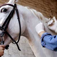Horse Illness Preventing Colic Parasites