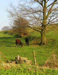 Horse Space Grounds Paddock Pasture