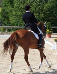 Horse Dressage Manoeuvres Gaits