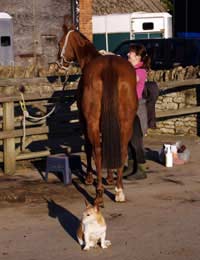 Horse Buying Purchase Owning Owner