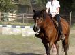 Become a Horse Riding Tutor