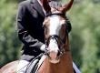 Dressage: Horse Riding Discipline