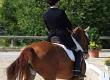 Dressage Manoeuvres