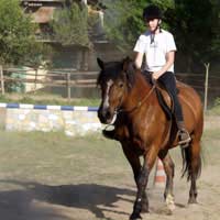Riding Riding School Horses Lesson