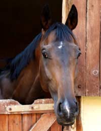 Stabling Your Horse