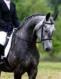 Which Breed Is Best For Which Equestrian Sport?