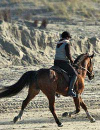Gait Trot Canter Walk Horse Rider Move