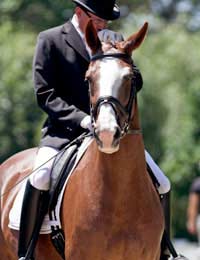 Dressage Discipline Horse Rider Sport