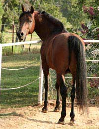 Horse Riding Equipment