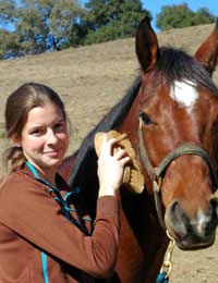 Horse Groom Grooming Groomed Accessories