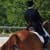 Dressage Manoeuvres