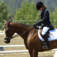 Governing Bodies Horse Riding Equestrian