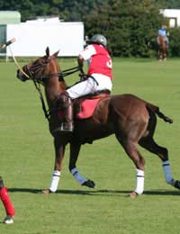 Polo Game Match Horse Pony Rider Player