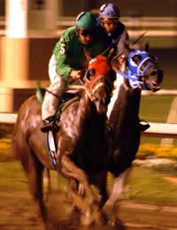 Horse Racing Flat National Hunt Jockey
